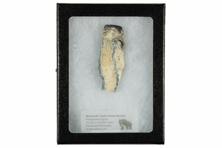Mammoth Molar Slice with Case - South Carolina #180533